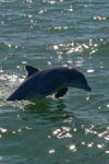 Dolphin Breaching, near Rockport, TX
