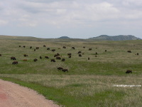 Bison, Custer State Park, SD