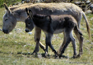 Burro Mother and Young.