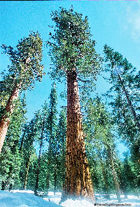 General Sherman Tree. Worlds Largest.