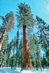 General Sherman Tree, Sequoia National Park.