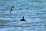 Dolphin playing 'tag' with a seagull at Edisto Beach near Charleston SC.