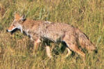 Coyote in Wind Cave National Park.