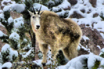 Mountain Goat, Black Hills, SD