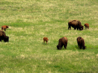 Custer State Park. Bison Calves