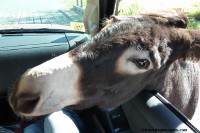 Custer State Park. Begging Burro with head in car