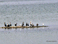 Birds on sandbar, from boat near Aransas NWR