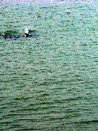 Dolphin following boat near Aransas NWR