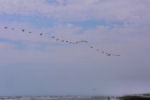 Pelican Flight. Padre Island TX.