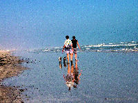 Padre Island National Seashore, Family