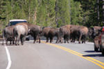 Bison on Road. Yellowstone National Park